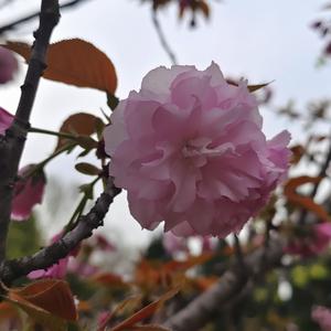 杀死那个石家庄人