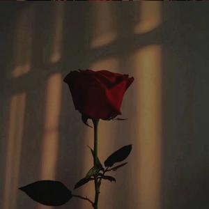 玫瑰少年 (吉他指弹）