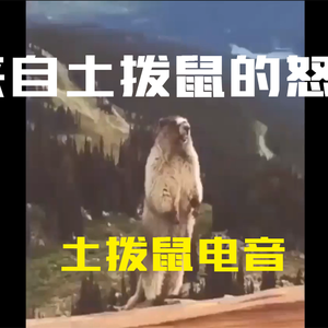 土拨鼠的怒吼