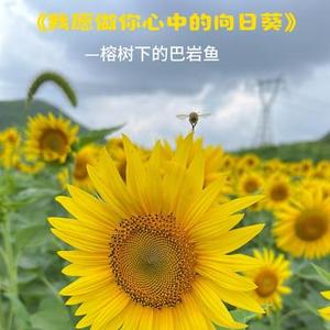 我愿做你心中的向日葵