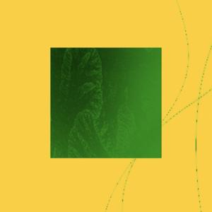 12262025: Poisoned Corn Plant II