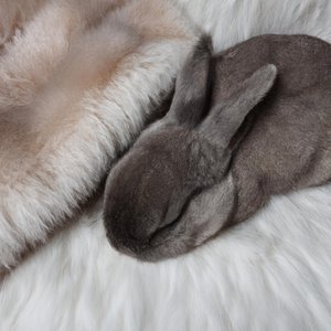 Cozy Chorus