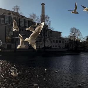 Dove（Chill Type Beat）