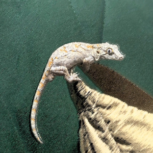 ガーゴガーゴガーゴイルゲッコー