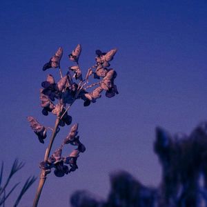 长梦不觉，长歌未央