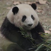 熊猫不怂资料,熊猫不怂最新歌曲,熊猫不怂MV视频,熊猫不怂音乐专辑,熊猫不怂好听的歌