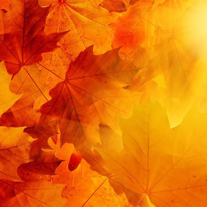 枫叶城（片段）