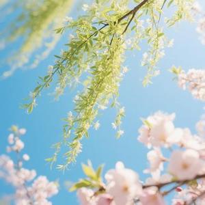 多情的春风 (Cover 阿美呀)