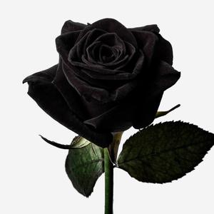 Mi Oracion (feat. young cherry & Alonso El Menor)