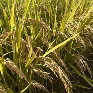 苗 - 晴日未满 - 1771065702.mp3