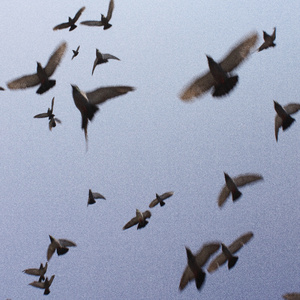 intro (khtosʹ kohosʹ)