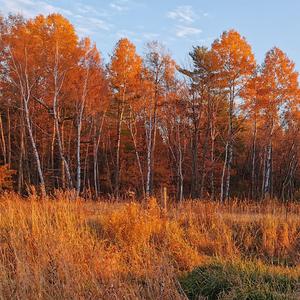 庭院深深深几许