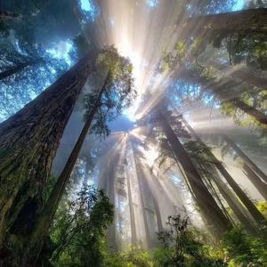Rice Field (piano）