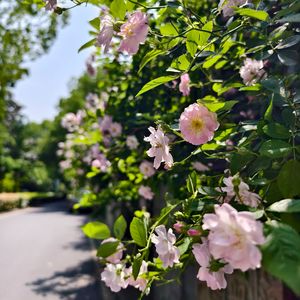 樱花正盛