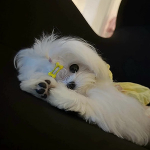 《灵动琴音点亮旅行Vlog》欢快的披萨-2