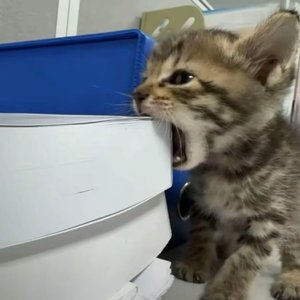 悬疑山林间