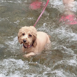 嘘塗れ (Live at Kyoto Growly, 2023/12/06)