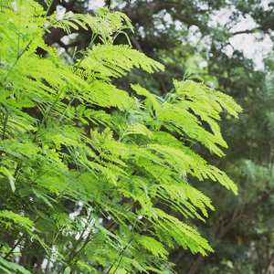 阳光正好 (八音盒)