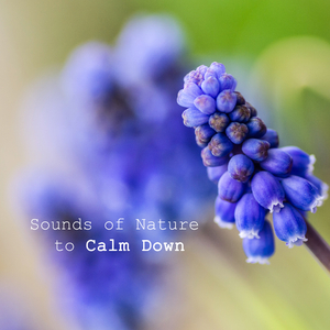 Calm Afternnon