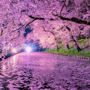 樱花 雨 还有一阵风（prod.by Morrow）