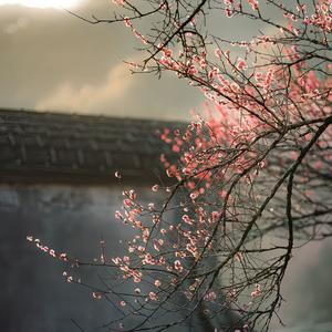 我本将心向明月（氛围DJ版）