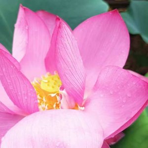 莲花