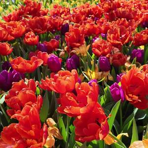 Rhumba (Remastered 2024)