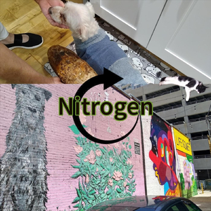 Nitrogen
