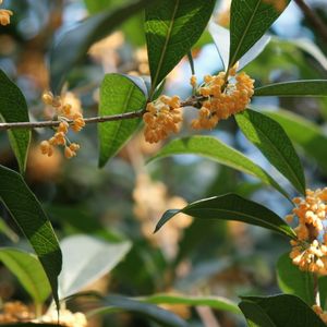 [Free]“蟾宫折桂”中国风Gunna Type Beat