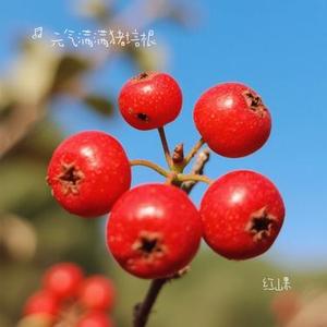 红山果 (Cover 安与骑兵)