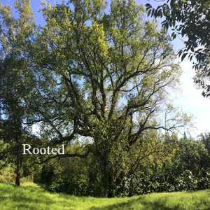 Rooted