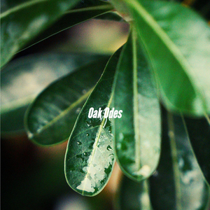 Tranquil Moods for Iced Summer Coffee