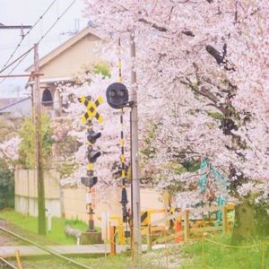 春に一番近い街（翻自 miku）