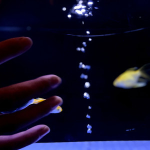 愿我如星君如月