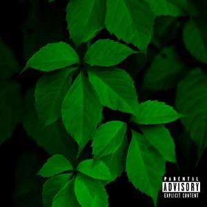 绿叶（Prod. XVIBE）