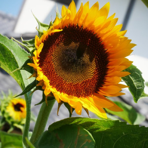 スパーク (feat. 初音ミク)