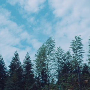 月下花前 (优美轻音乐)