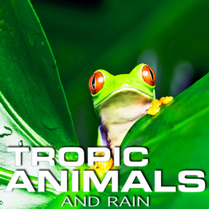 Tropic Animal Planet Rain