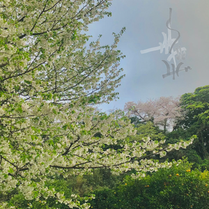 果树