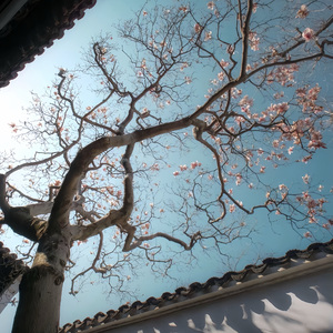 忘记生命只需呼吸