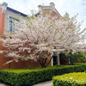 Sakura