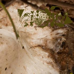 Jeremiah Was A Bullfrog/I'm A Feihyla Man/I Am The Frog (Three Dog Night/Pungent Stench/Anthrax)