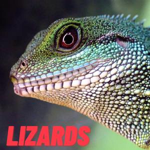 Lizards