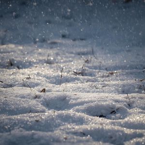 Tarian Monyet Kamboja