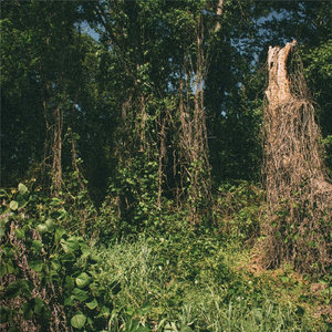 Kudzu