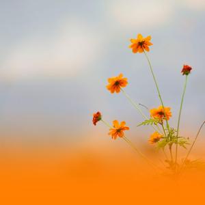 Tranquil Soundscapes For Personal Wellness And Deep Rest