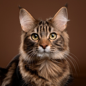 The Comfort Of Feline Curiosity