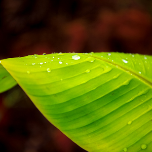 贝多芬第八小提琴奏鸣曲-第一乐章(live)