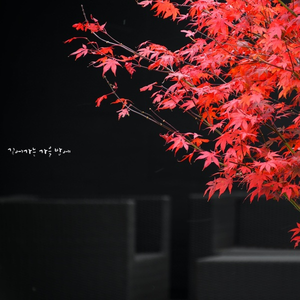 깊어가는 가을 밤에