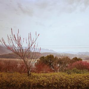 董小姐（片段）